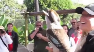 Кукабара   очень прикольная птица