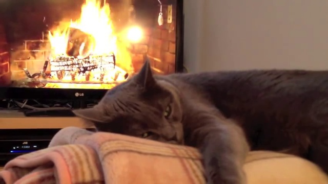 evening, cat and 'fireplace' смотреть онлайн
