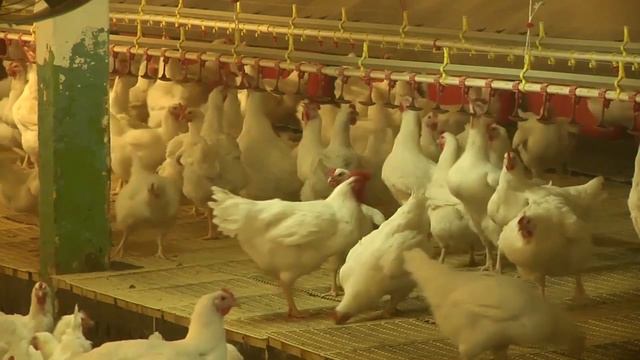 В регионе стали производить больше мяса и птицы
