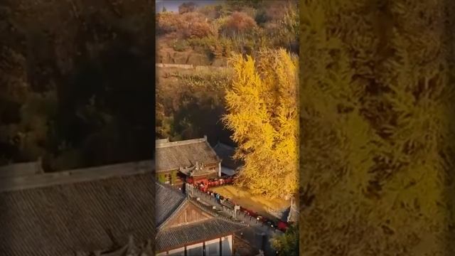 гинкго билоба полезные свойства #shorts смотреть онлайн