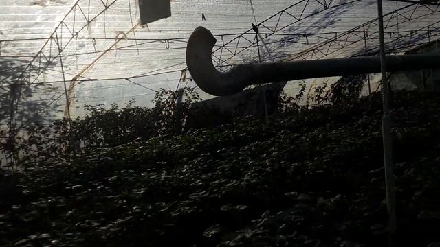 Клубника Альбион.Аномально теплая осень. смотреть онлайн