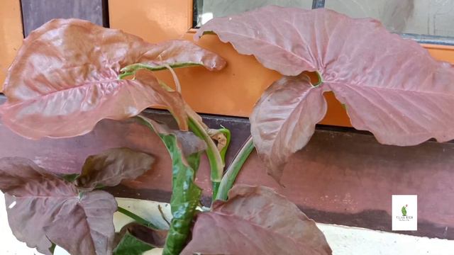 Syngonium പ്ലാന്റിന്റെ 20 Varieties, 💚🌱Foliage green смотреть онлайн