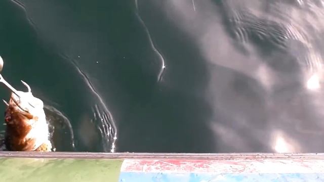 Баренцево море, июль, выход из залива, бычок, сапог смотреть онлайн