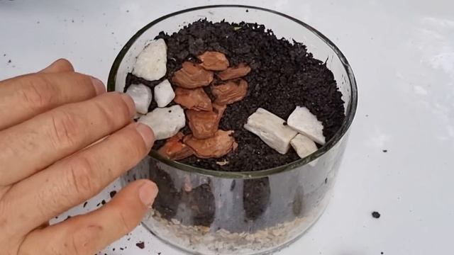 Ideia Linda de TERRARIO ABERTO - Musgo e hipoeste смотреть онлайн