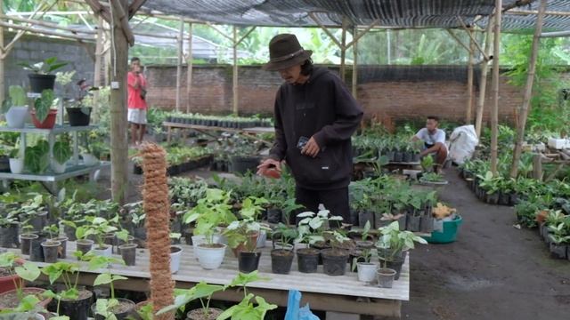 ANTHURIUM MAGNIFICUM VERDE SUPER JUMBO смотреть онлайн