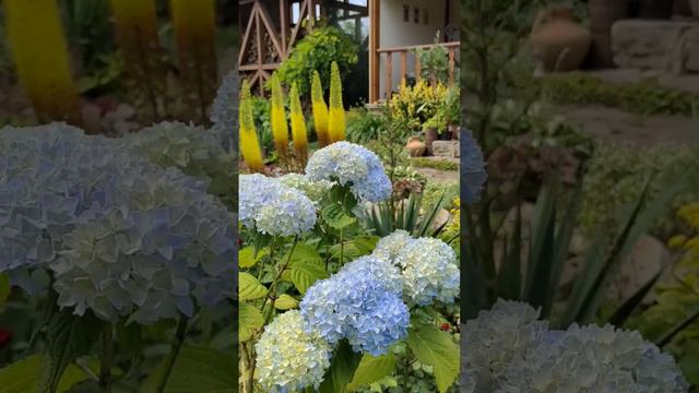 Гортензия крупнолистная Никко Блю. 23 июня 🌞#гортензиякрупнолистная # смотреть онлайн