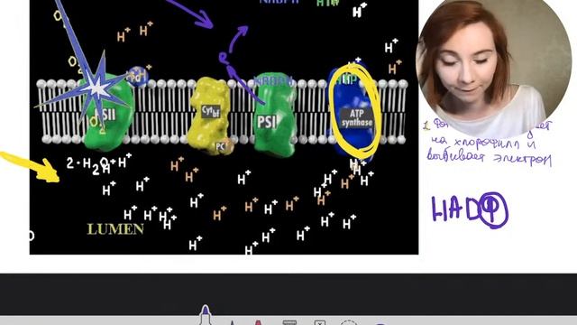 Фотосинтез | БИОЛОГИЯ ЕГЭ | Лина Клевер смотреть онлайн