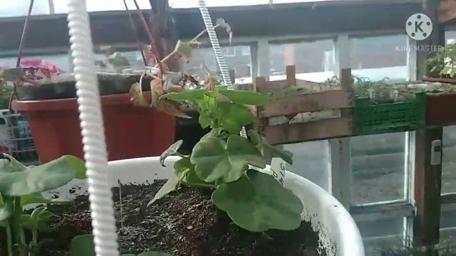 ?VLOG. Обзор рассады. Один трудовой день огородника. смотреть онлайн