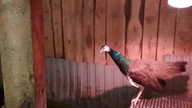 Павлин у меня в хозяйстве на Урале смотреть онлайн