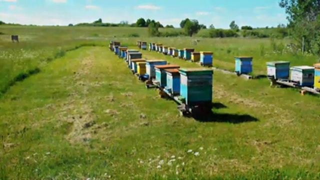 Звуки лета, звуки пчел, летняя пасека 5 часов смотреть онлайн