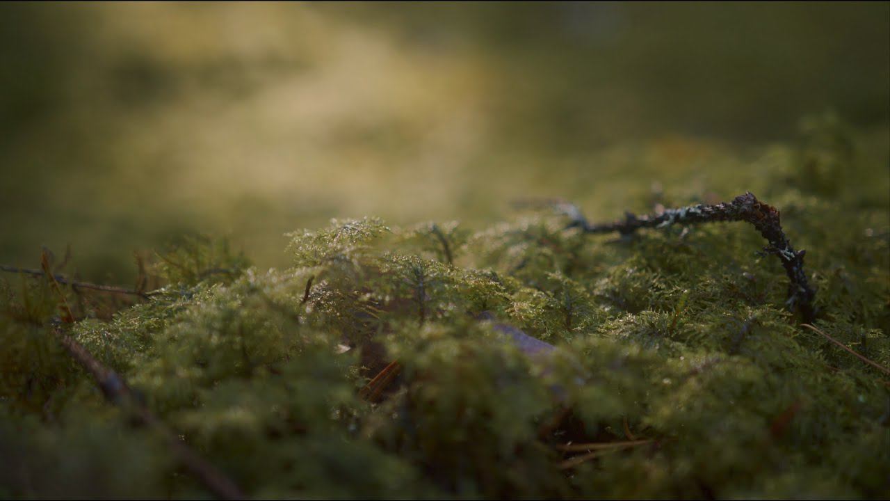 М. Легран - Шербурские зонтики