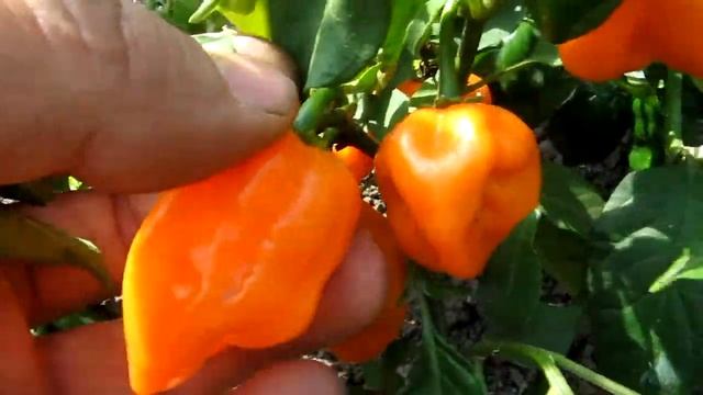 Habanero Orange - Хабанеро оранжевый