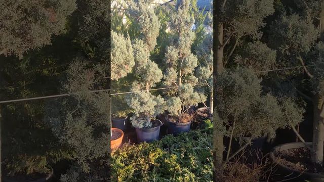 арезонский кипарис .душистой растение . смотреть онлайн