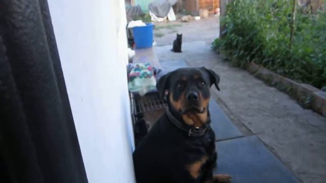 попытка напугать ротвейлера || Attempt To Scare Rottweiler