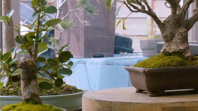 181) Ficus Bonsai Summer Pruning and Care Ficus retusa, Ficus Panda and Lipstick Ficus смотреть онлайн