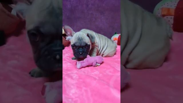 #французскийбульдог #frenchbulldog #puppy #dog #frenchie #bulldog #animals #pet смотреть онлайн
