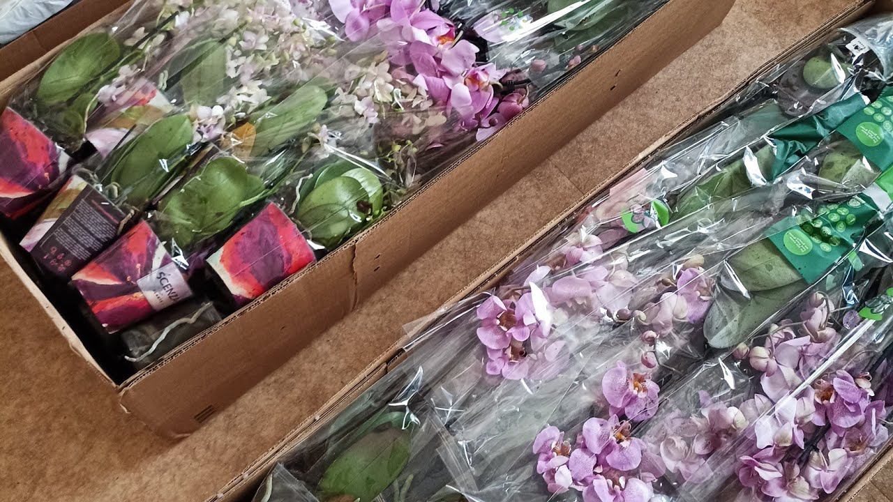 Про Орхидеи в прямом эфире! смотреть онлайн