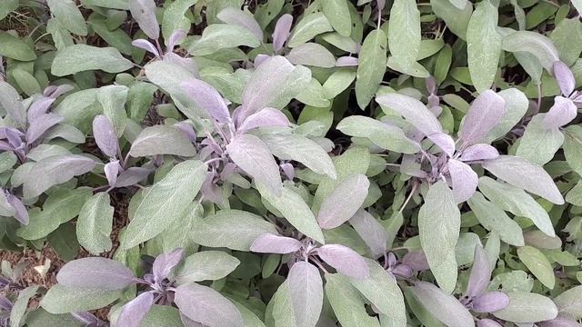Salvia officinalis purpurea - grow & care (Purple Sage) смотреть онлайн