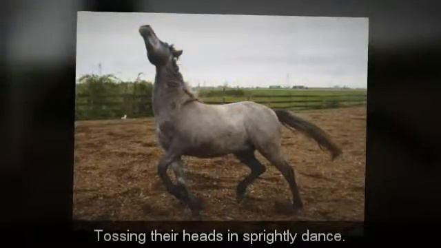 I Wandered Lonely As A Cloud