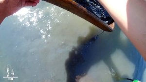 Добываем Лиманского червя Нереис для ловли Пеленгаса на Азавском море! Морские блохи нас атакуют!!!