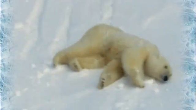 Выход медведя Sortie d'ours (Bear's parade - allé) смотреть онлайн