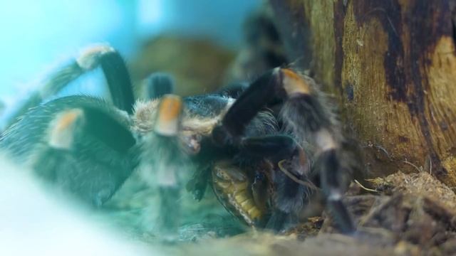 РЕГЕНЕРАЦИЯ ПТИЦЕЕДА - ОТРАСТЕТ ЛИ ЛАПКА? смотреть онлайн