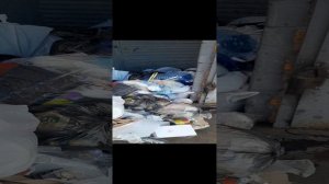 Как в Братске эти люди постоянно живут у мусорной свалки? Смотрите