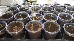 УКРОП ЧЕРЕЗ РАССАДУ! / 100% ПРИЖИВАЕМОСТЬ!