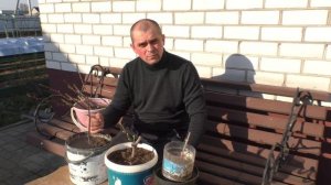 Виноград . Пришло время достать саженцы из погреба .