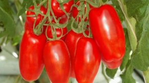 3 сорта Томатов, которые мы точно будем сажать в этом 2022 году. Томаты прошли испытания в 2021 год