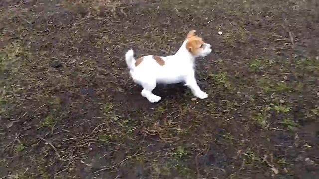Щенок Джек Рассел терьер смотреть онлайн