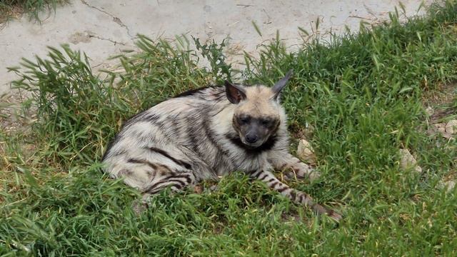 Эта красотка никого не оставляет равнодушным! Тайган смотреть онлайн