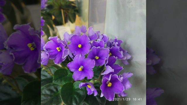 Выставка фиалок 29.01.2021 смотреть онлайн