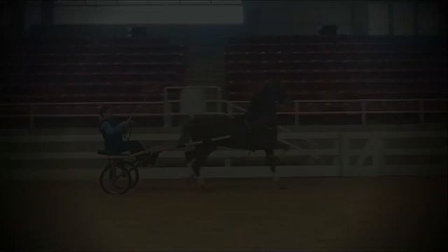 ShowHorseSales biz Bleu Agave смотреть онлайн