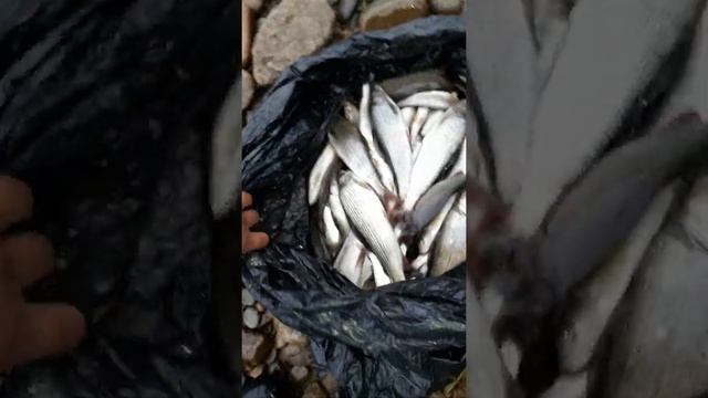 Рыбалка на реке Сары кокша))) смотреть онлайн