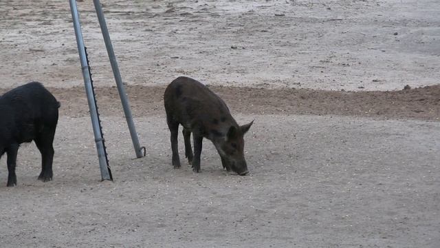 Hog Hunt with Umarex Hammer смотреть онлайн