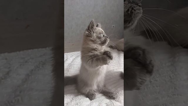 Ops lol crazy cats play смотреть онлайн