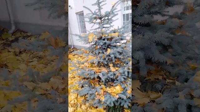 Гирлянда из осенних листьев смотреть онлайн