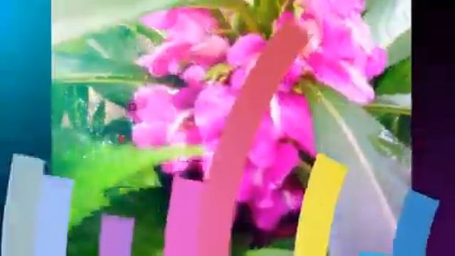 Садовые цветы Garden flowers смотреть онлайн
