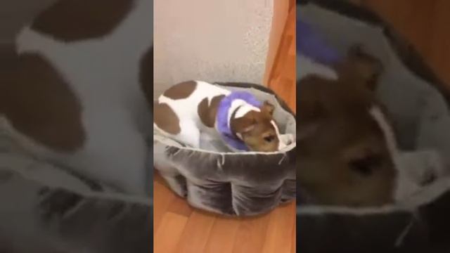 Джонни Маринович))) смотреть онлайн