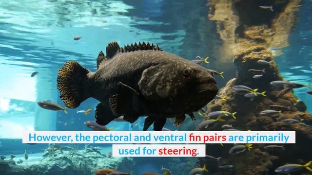Can Fish swim backwards? 2 minutes explanation смотреть онлайн