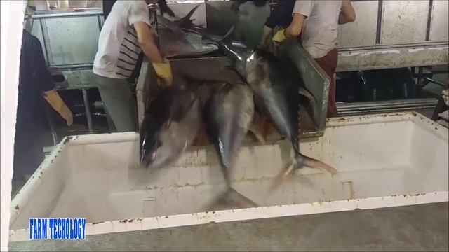 Havest Giant Bluefin tuna, Tuna Fishing Nets - Catch Hundred Tons Tuna Fish On Modern Boats #02 смотреть онлайн