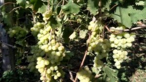 Какой виноград выбрать- Антоний Великий или Богатяновский