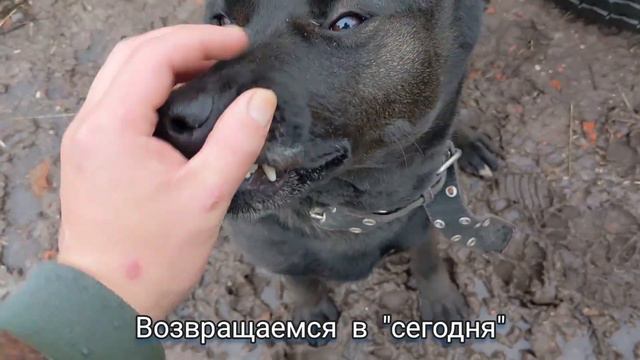 Как мы познакомились с Олегом и его собаками смотреть онлайн