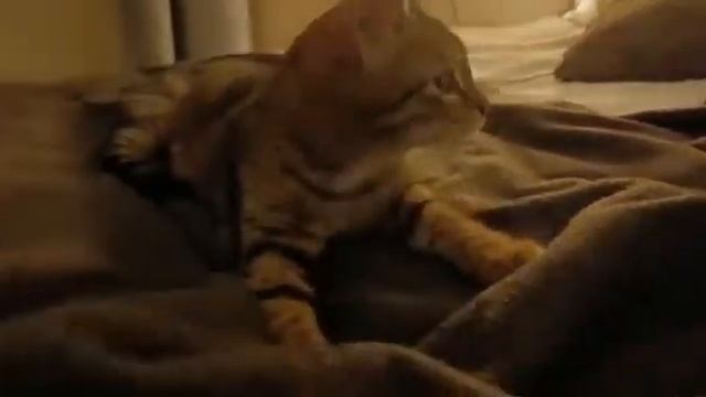 Чокопай дома 1 смотреть онлайн