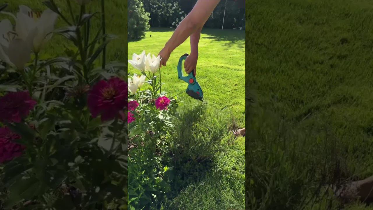 Подстригла кустики Ждем новой волны цветения смотреть онлайн