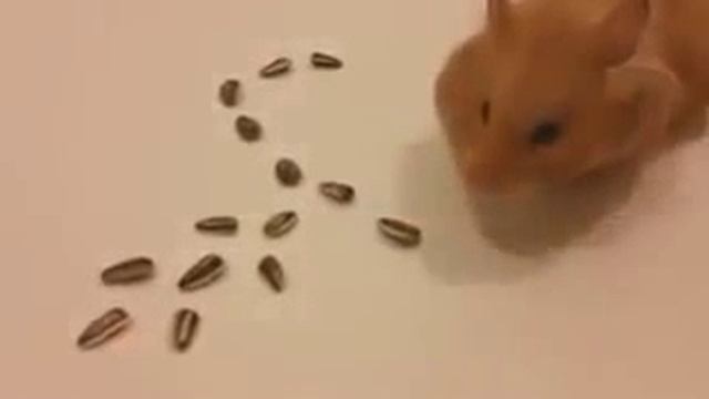 Класс.Как он это делает!!! смотреть онлайн