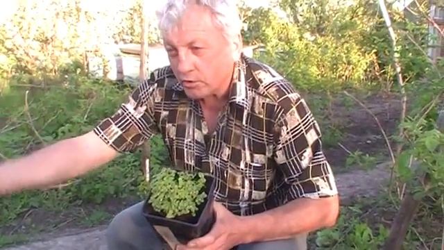 Киви своими руками смотреть онлайн