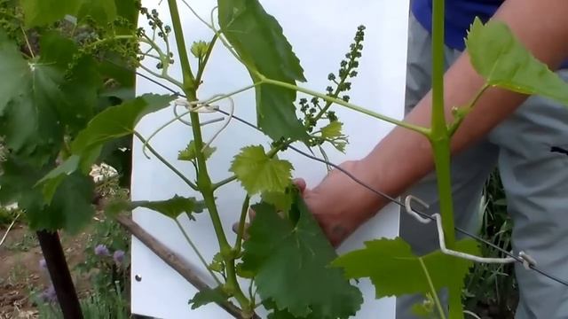 Виноград Пасынкование в зоне соцветий смотреть онлайн