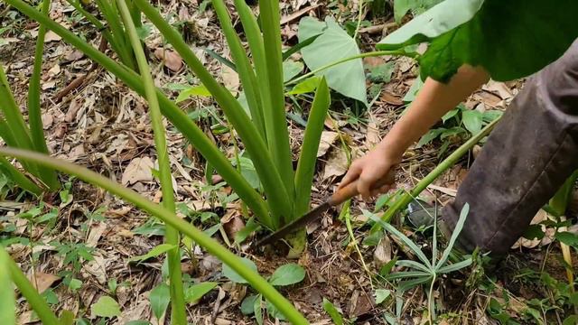 Harvest crops, Survival Instinct, Wilderness Alone | Thu hoạch mùa màng (ep83) смотреть онлайн